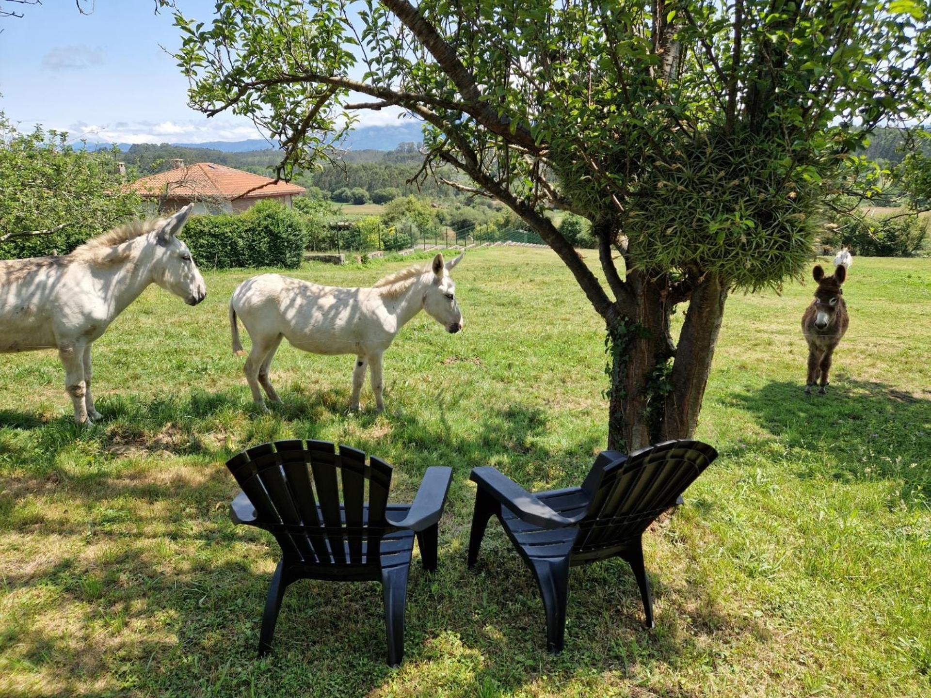 Turismo Rural El Piensu 비야비시오사 외부 사진